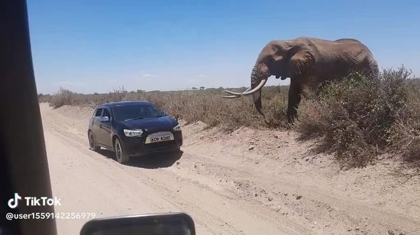 #viral | ማለፍ አይቻልም፦ በኬንያ ፓርክ የሚገኝ ግዙፍ ዝሆን የመኪና መተላለፊያ ላይ እቀባ ጥሏል - Sputnik አፍሪካ