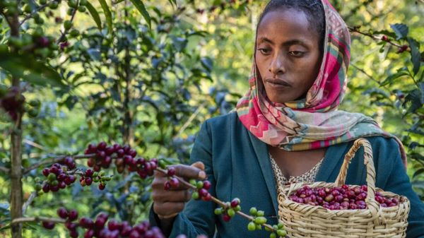 የኢትዮጵያ ቡና ባለፉት 11 ወራት ውስጥ 20 አዳዲስ ዓለም አቀፍ ገበያዎችን እንዳገኘ ተገለፀ - Sputnik አፍሪካ