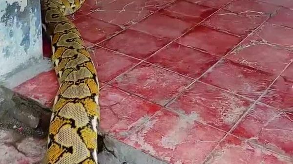 #viral| ተንጎራዳጁ ዘንዶ፤ የለማዳው ዘንዶ ጉጉት መነጋገሪያ ሆኗል - Sputnik አፍሪካ