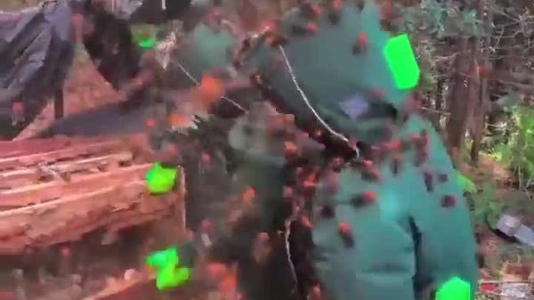 #viral | በቻይና የወደመው እጅግ በጣም ትልቅ እና አስፈሪ የተርቦች መረብ - Sputnik አፍሪካ