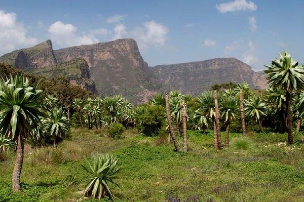 ሳይንቲስቶች ሦስት ግራም ብቻ የምትመዝን አዲስ አጥቢ ዝርያ በኢትዮጵያ አገኙ - Sputnik አፍሪካ