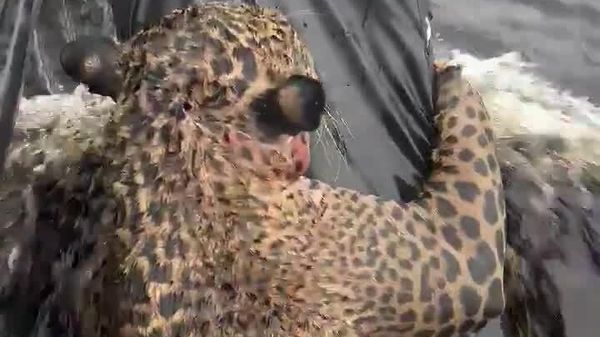 #viral | 'ጠበቅ፣ ደርሰንልሃል'፤ በብራዚል ከገባበት ውሃ መውጫ አጥቶ የነበረ ጃጓር ሕይወቱ ተረፈ - Sputnik አፍሪካ
