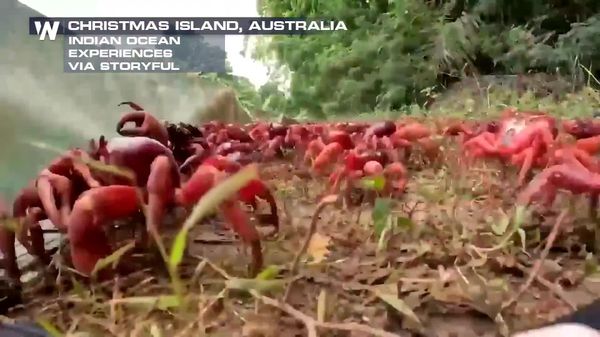 #viral | በሚሊዮን የሚቆጠሩ ቀይ ሸርጣኖች ከአውስትራሊያ ክሪስማስ ደሴት ይሰደዳሉ - Sputnik አፍሪካ