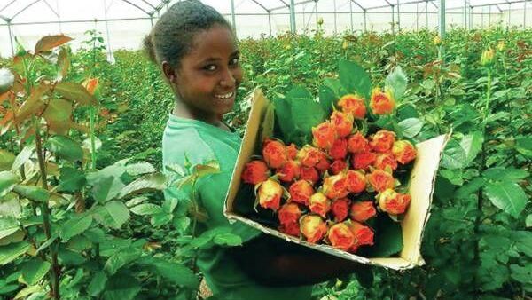 ኢትዮጵያ በአበባ ልማት ዘርፍ ከ60 ሺህ በላይ የሥራ ዕድል መፍጠር ችላለች ተባለ - Sputnik አፍሪካ