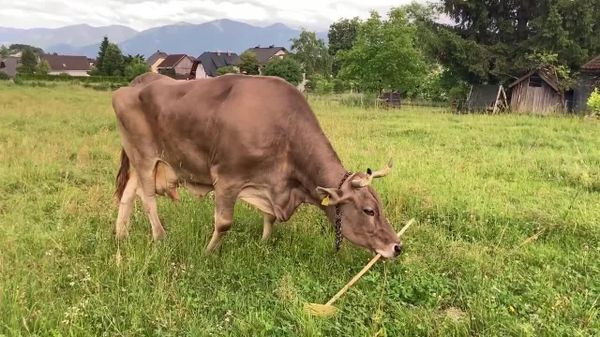 #viral | ራሷን በብሩሽ የምታፀዳው ላም የኦስትሪያ የእንሰሳት ተመራማሪዎችን አስገርማለች - Sputnik አፍሪካ
