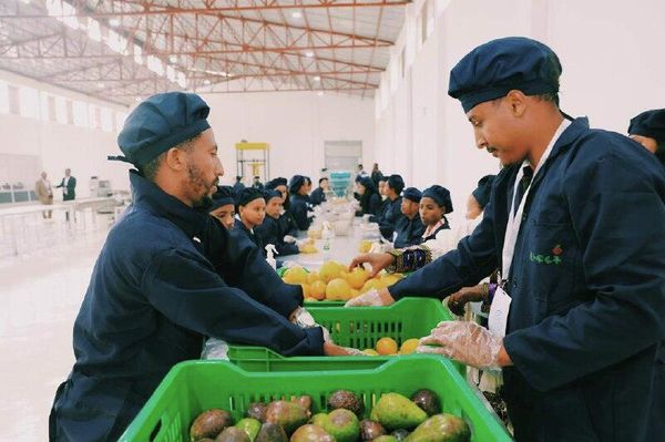 በአዲስ አበባ ዘመናዊ የአትክልትና ፍራፍሬ፣ የእንስሳት ተዋጽኦ ማቀዝቀዣ መጋዘንና ሁለገብ ሕንጻ ተመረቀ - Sputnik አፍሪካ