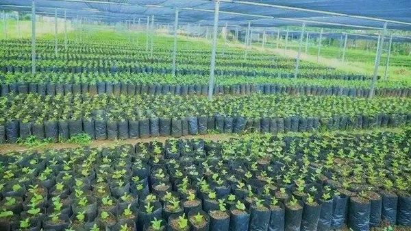 የደቡብ ኢትዮጵያ ክልል 40 ሚሊዮን የቡና ችግኞችን ሊተክል መሆኑን ገልፀ - Sputnik አፍሪካ