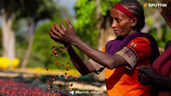 ኢትዮጵያ የቡና መማማሪያ ማዕከል ሥራ አስጀመረች - Sputnik አፍሪካ