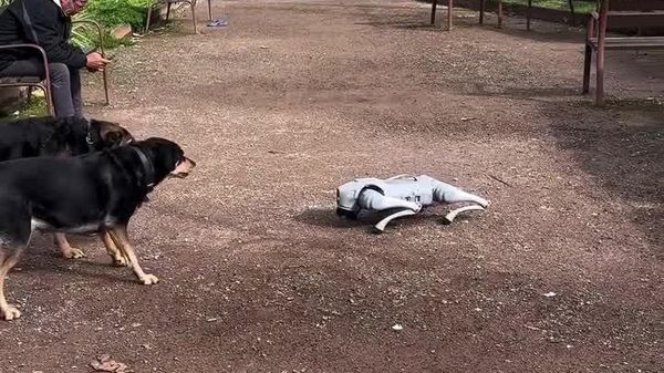 #viral | እውነተኛ ውሾች ከሮቦት ‘መንታቸው’ ጋር ተፋጠጡ - Sputnik አፍሪካ