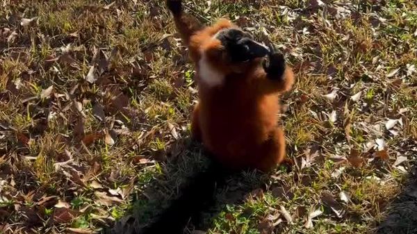 #viral | የቅዳሜን ድባብ የሚያስተጋባ የሌሙር* ዝንጀሮ የፀሐይ አሟሟቅ - Sputnik አፍሪካ