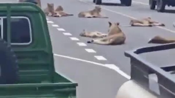 #viral | በኡጋንዳ ብሔራዊ ፓርክ የአንበሶች መንጋ የትራፊክ እንቅስቃሴን ገታ - Sputnik አፍሪካ