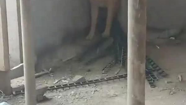 #viral | የአደጋ ማስጠንቀቂያ ደውል ሲሰማ ውሾች እንኳን ምን ማድረግ እንዳለባቸው ተምረዋል - Sputnik አፍሪካ
