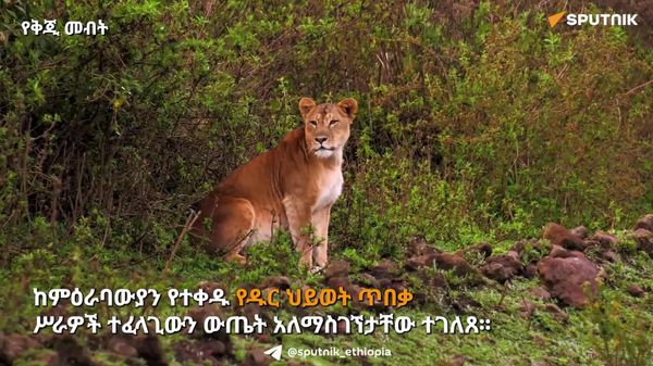 ከምዕራባውያን የተቀዱ የዱር ህይወት ጥበቃ ሥራዎች ተፈላጊውን ውጤት አላስገኙም - የኢትዮጵያ የዱር እንስሳት ልማት እና ጥበቃ ባለሥልጣን - Sputnik አፍሪካ