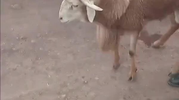 #viral | ባለ አራት ቀንድ ብርቅዬ በግ ከቀናት በፊት ለበዓል ገበያ ቀርቧል - Sputnik አፍሪካ