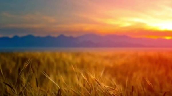 ሩሲያ በ2025 ወደ አፍሪካ የላከችው የግብርና ምርት 22 በመቶ አድጎ 5 ቢሊዮን ዶላር ደርሷል - አግሮኤክስፖርት - Sputnik አፍሪካ