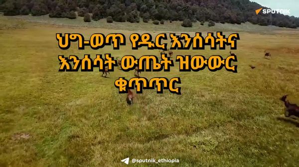 በቦሌ ኤርፖርት 247 በመጥፋት አደጋ ውስጥ ያሉ የዱር እንስሳት ውጤቶች ተያዙ - Sputnik አፍሪካ